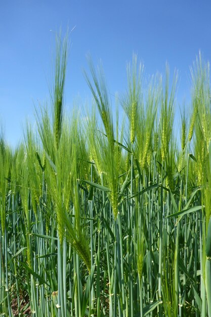 Close-up of wheat growing on field against clear sky