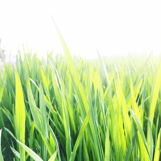 Close-up of wheat growing on field against clear sky