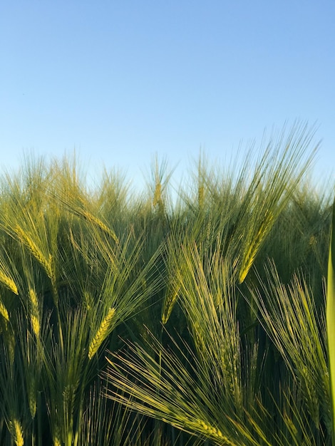 Close-up of wheat growing on field against clear sky