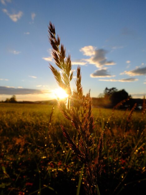 Foto close-up del grano che cresce sul campo contro il cielo al tramonto