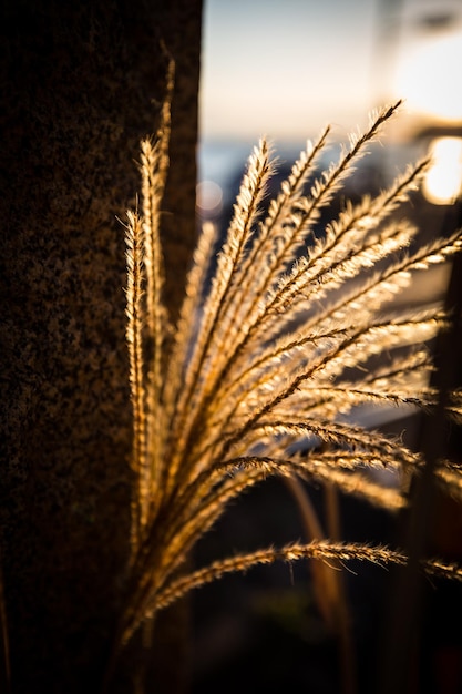 Близкий взгляд на пшеницу, растущую на поле на фоне неба при заходе солнца