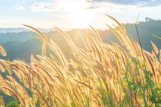 Close-up of wheat growing on field against sky