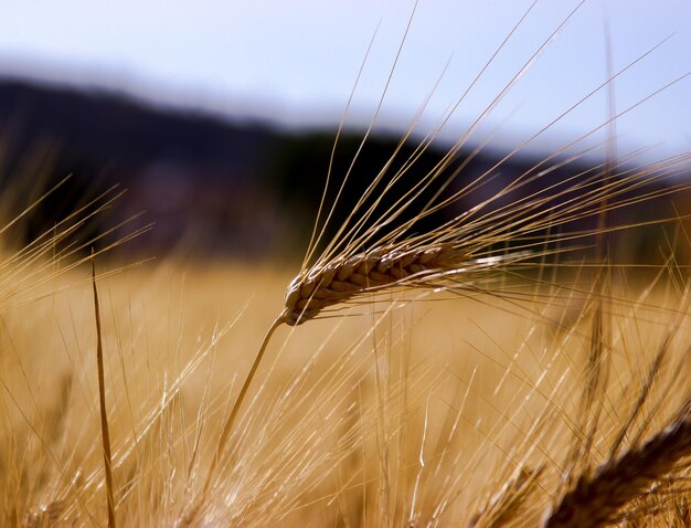 Foto close-up del grano che cresce sul campo contro il cielo