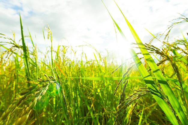 Foto close-up del grano che cresce sul campo contro il cielo