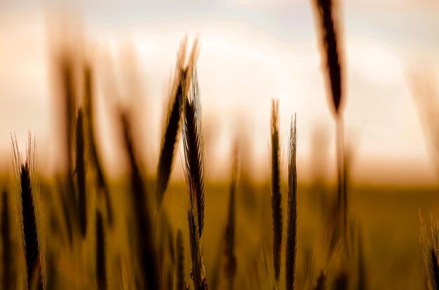 Photo close-up of wheat growing on field against sky