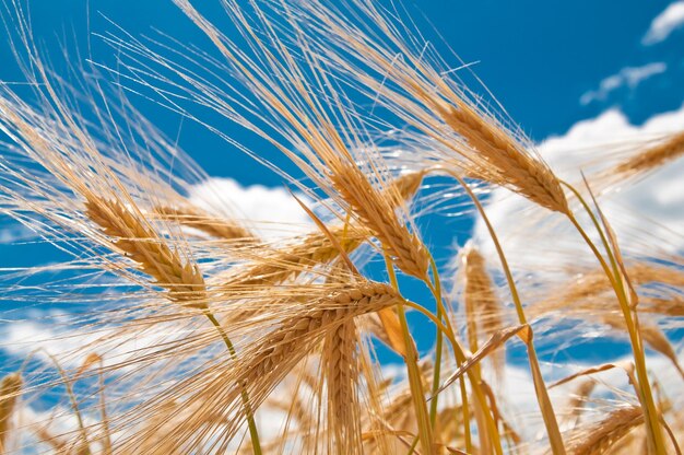 Close-up of wheat growing on field against sky