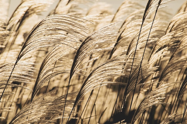 Foto close-up del grano che cresce sul campo contro il cielo