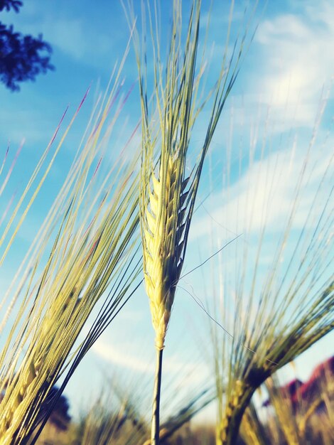 Close-up of wheat growing on field against sky