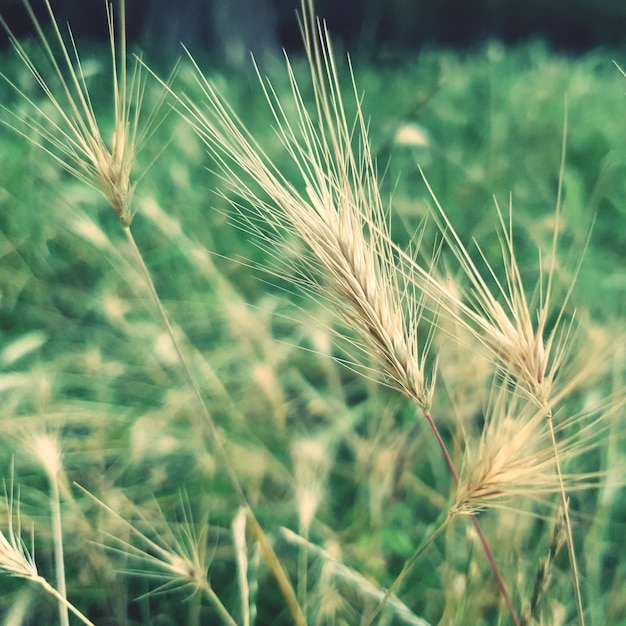 Foto prossimo piano del grano che cresce sul campo