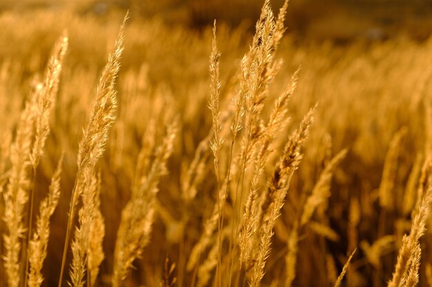 Close-up of wheat growing on field