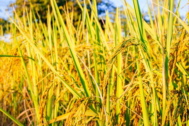 Close-up of wheat growing on field