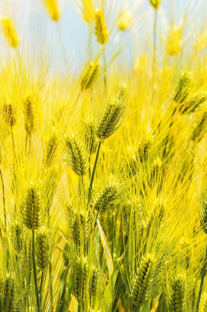 Крупный план выращивания пшеницы на поле