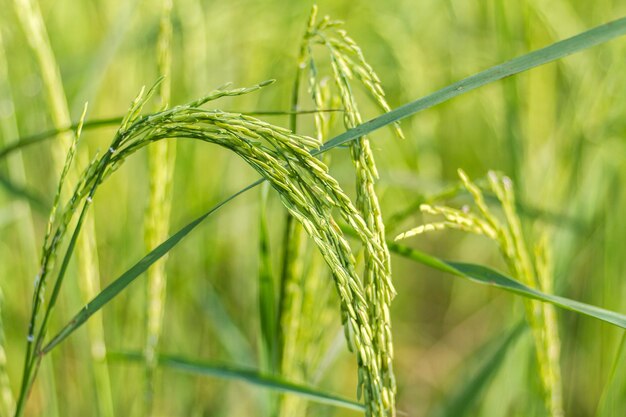 Foto prossimo piano del grano che cresce sul campo