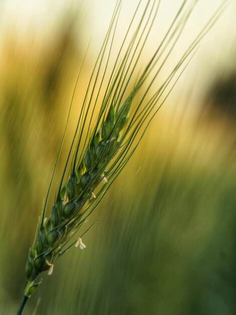 Close-up of wheat growing on field