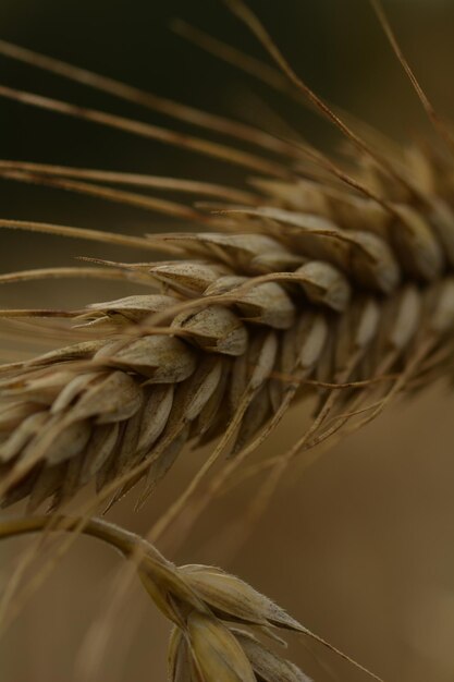 Photo close-up of wheat growing on field