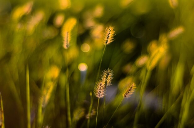 Close-up of wheat growing on field