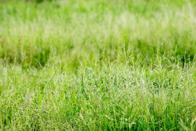 Foto prossimo piano del grano che cresce sul campo