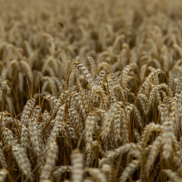 Foto prossimo piano del grano che cresce sul campo