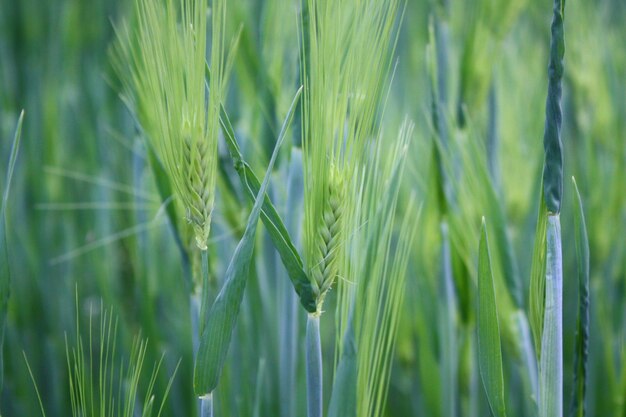 Close-up of wheat growing on field