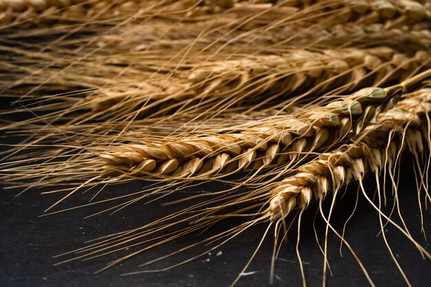 Foto prossimo piano del grano che cresce sul campo