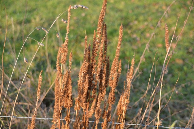 Close-up of wheat growing on field