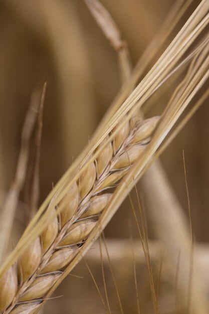 Close-up of wheat growing in field