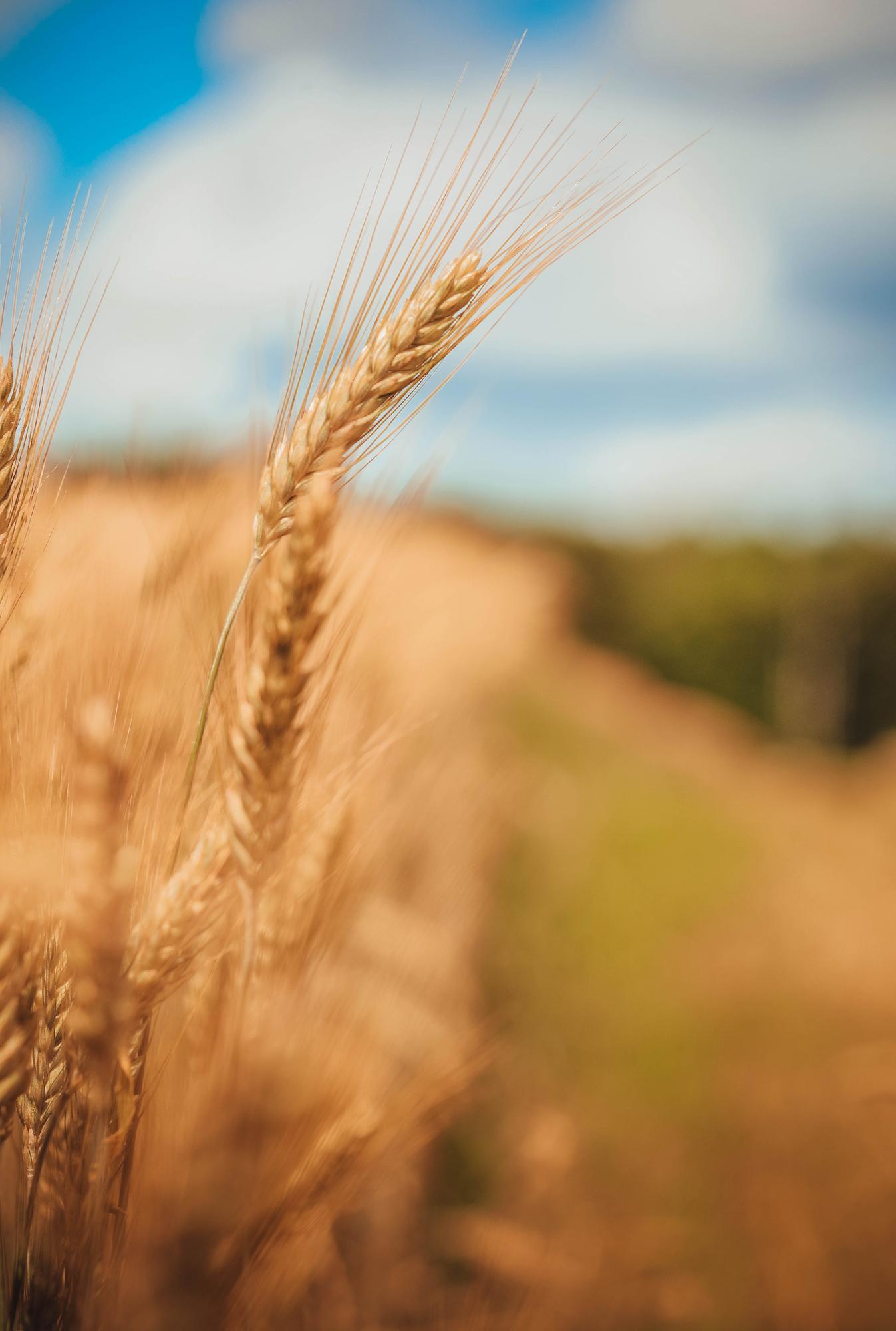 Close-up of wheat growing on field