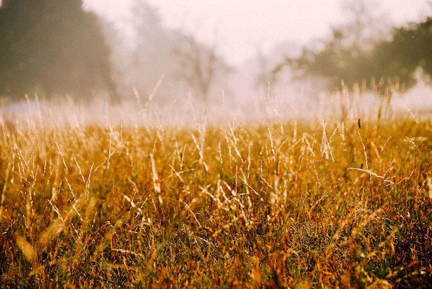 Photo close-up of wheat growing on field