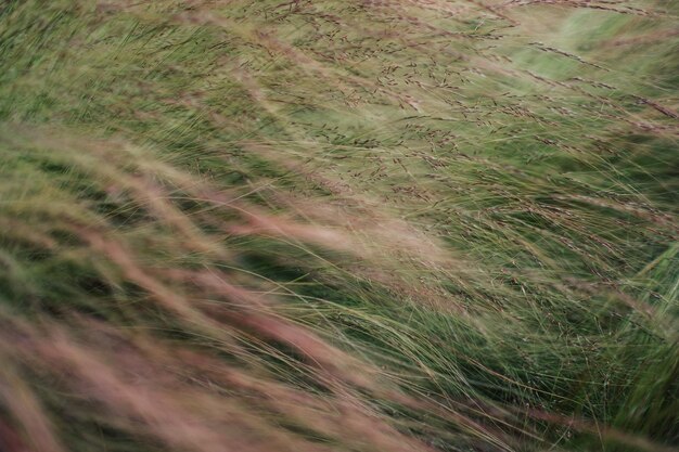 Photo close-up of wheat growing on field