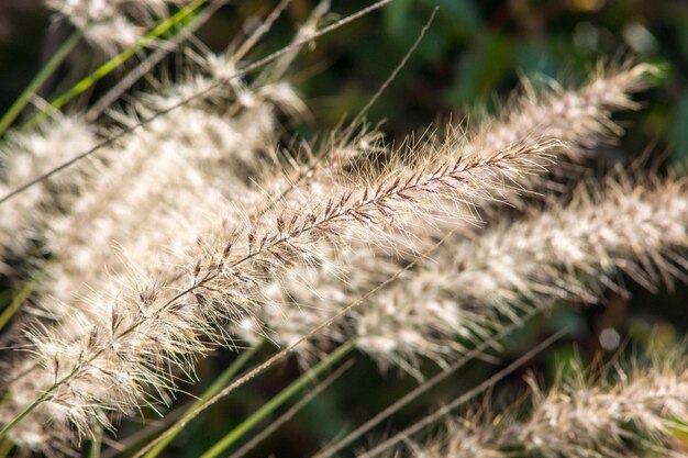 Foto prossimo piano del grano che cresce sul campo