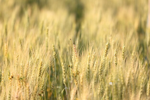 Foto prossimo piano del grano che cresce sul campo