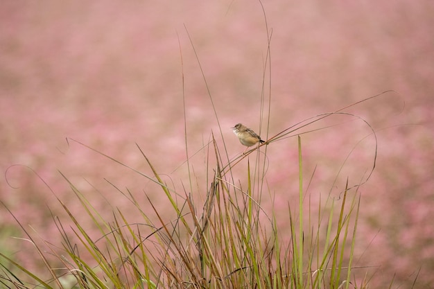 Photo close-up of wheat growing on field