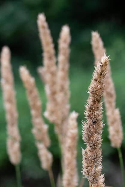 Photo close-up of wheat growing on field