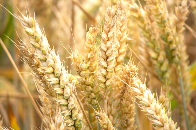 Foto prossimo piano del grano che cresce sul campo