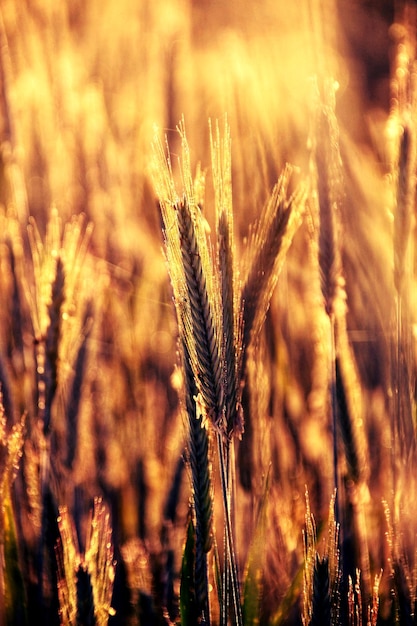 Foto prossimo piano del grano che cresce sul campo