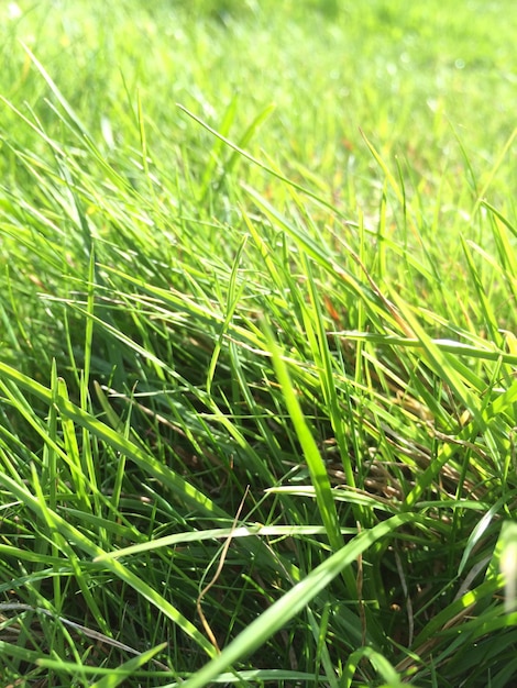 Foto prossimo piano del grano che cresce sul campo