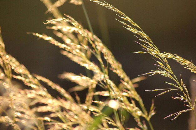 Prossimo piano del grano che cresce sul campo