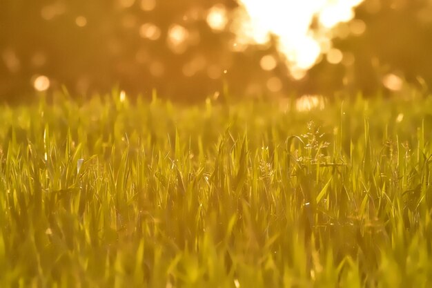 Photo close-up of wheat growing on field