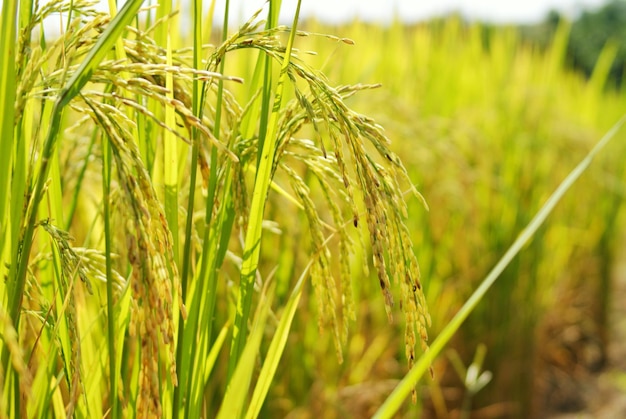 畑で成長する小麦のクローズアップ