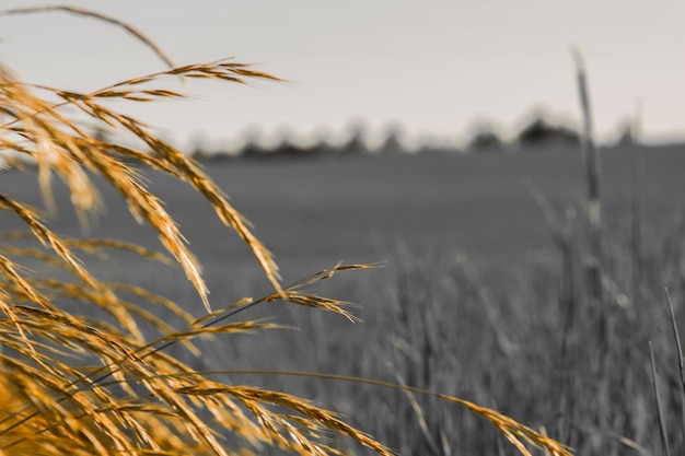 Photo close-up of wheat growing in field