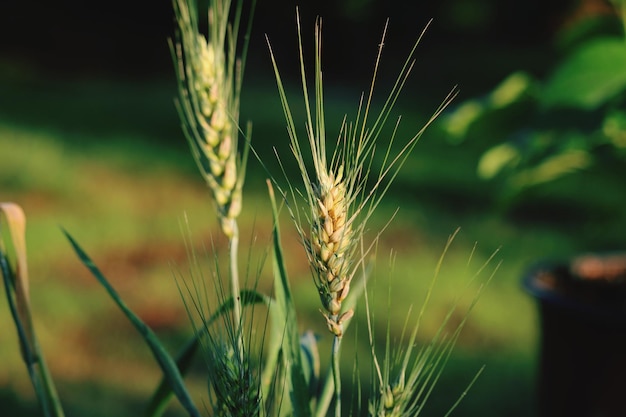 Photo close-up of wheat growing on field