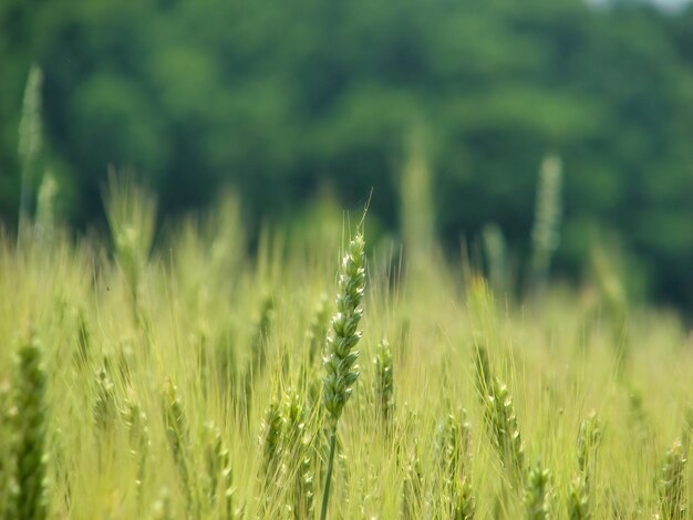 Close-up of wheat growing on field