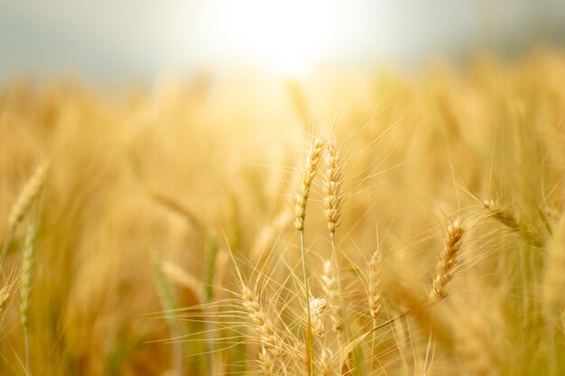 Close-up of wheat growing on field