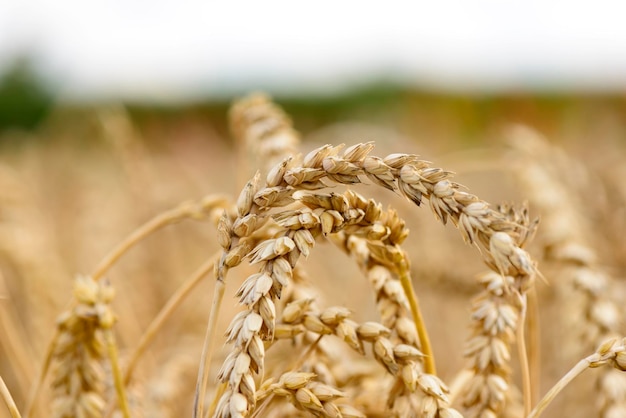 close-up of wheat growing on field