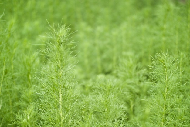 Photo close-up of wheat growing on field