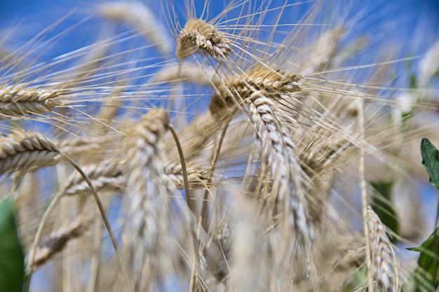 Close-up of wheat growing on field