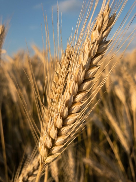 Foto prossimo piano del grano che cresce sul campo