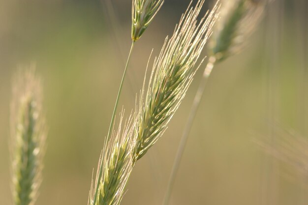 Photo close-up of wheat growing on plant