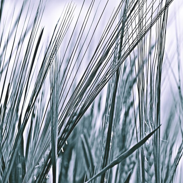 Close up of wheat monochrome