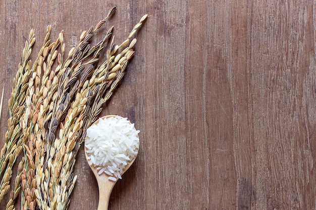 Close up wheat or paddy rice